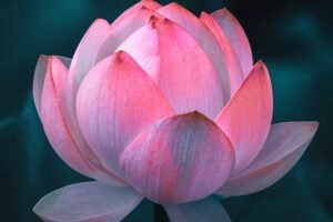 a louts flower symbolizing spiritual growth